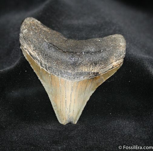 / Inch Megalodon Tooth - Georgia #694